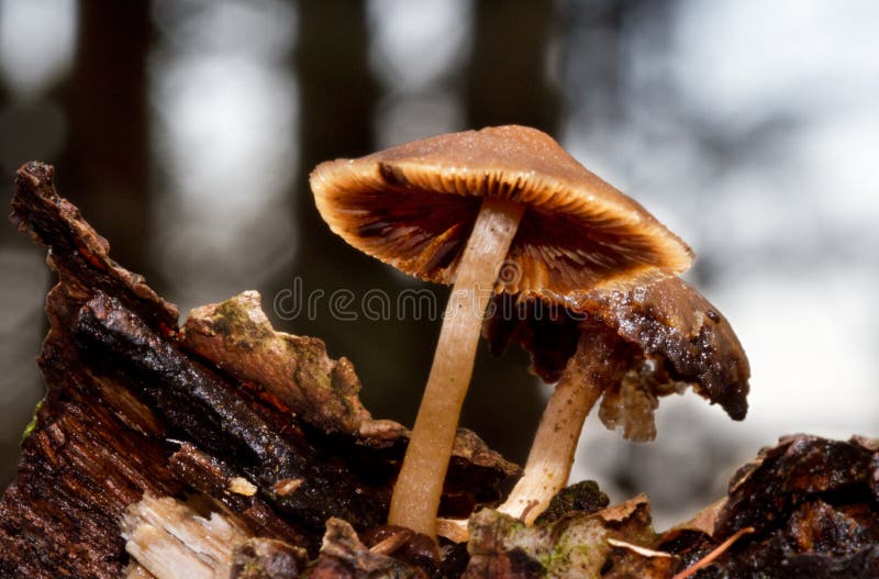 Slimy decaying Mycena mushrooms on moist rotting wood in a forest. Slimy decaying Mycena mushrooms on moist rotting wood in a forest