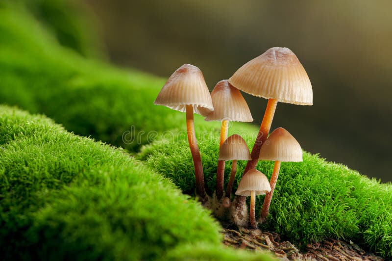 Magic mushrooms growing on moss. Most probably Mycena galericulata. Mushrooms growing on the trunk. Magic mushrooms growing on moss. Most probably Mycena galericulata. Mushrooms growing on the trunk.