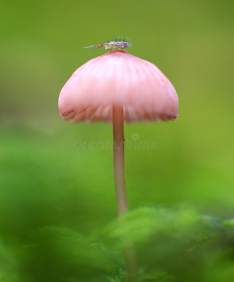 Mushrooms Mycena epipterygia, with a small insect on the top. It is commonly known as Yellowleg Bonnet. On a green bokeh background. Mushrooms Mycena epipterygia, with a small insect on the top. It is commonly known as Yellowleg Bonnet. On a green bokeh background.