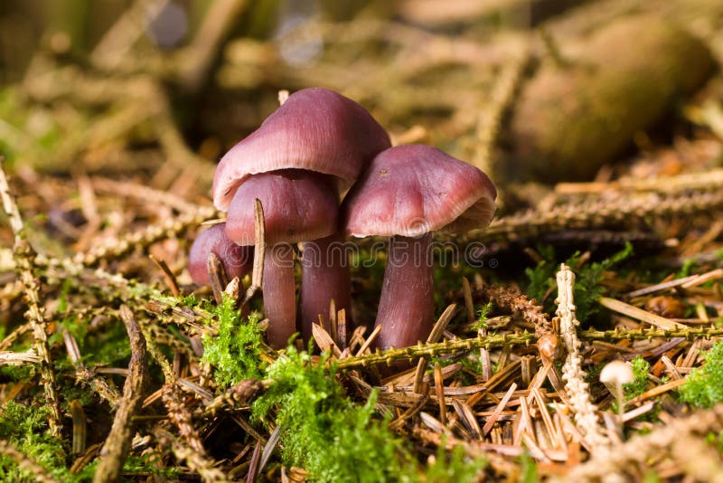 Mycena pura or Lilac Bonnet fruiting body also known as the Lilac Bellcap a poisonous saprophagic fungi that feeds on rotting wood common in coniferous and mixed forests. Mycena pura or Lilac Bonnet fruiting body also known as the Lilac Bellcap a poisonous saprophagic fungi that feeds on rotting wood common in coniferous and mixed forests