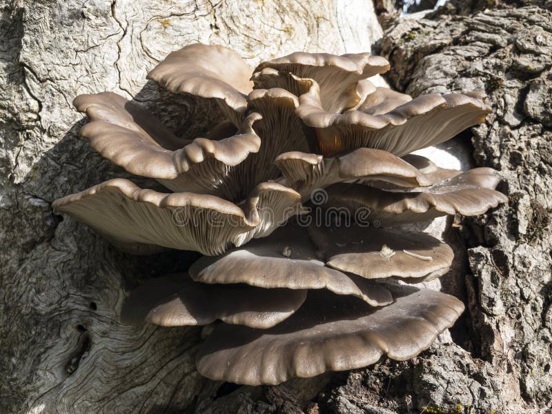 Champignons naturels naturels comestibles d'arbre image stock Champignons naturels naturels comestibles d'arbre image stock