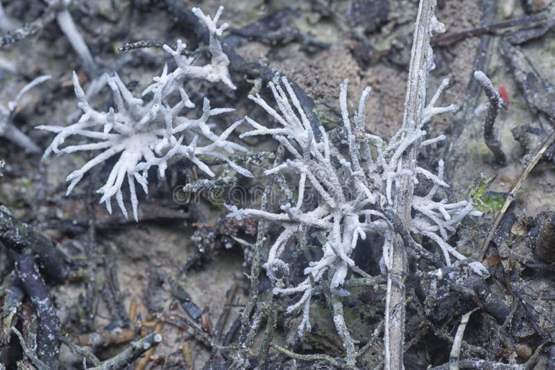 Image of the inedible wild white Mycorrhizal fungi sprouting from the ground. Image of the inedible wild white Mycorrhizal fungi sprouting from the ground