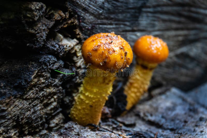 Champignons sauvages étranges dans un arbre de tronc dans le bois photo stock Champignons sauvages étranges dans un arbre de tronc dans le bois photo stock