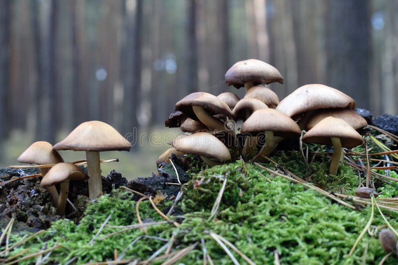 Mushrooms in the autumn forest. Mushrooms in the autumn forest.