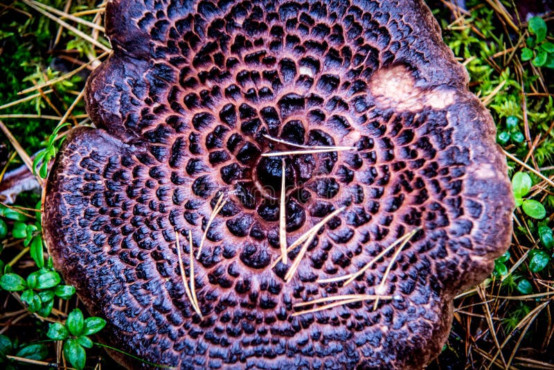 Champinjontexturcloseup royaltyfri bild Champinjontexturcloseup royaltyfri bild