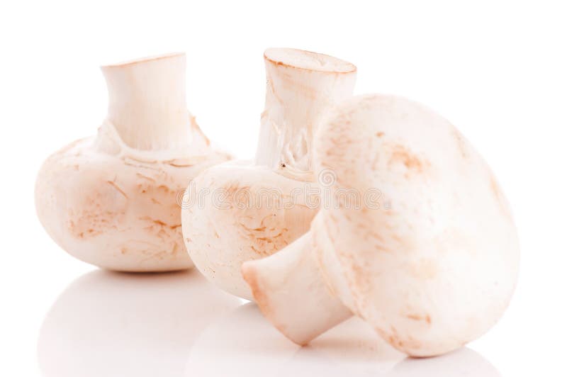 Champiñones fotos de archivo