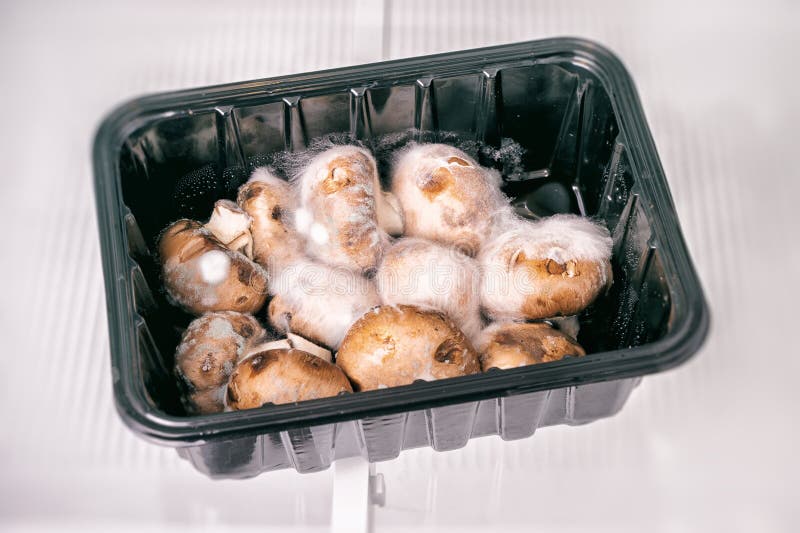 Champiñones Podridos Cubiertos De Moho Imagen de archivo Imagen de