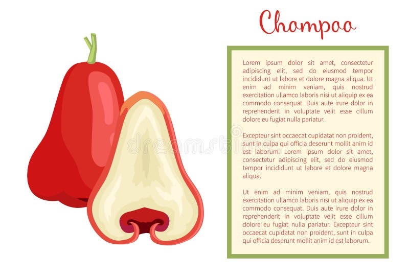 Champoo Exotic Ripe Fruit Vector Poster Java Apple stock illustration
