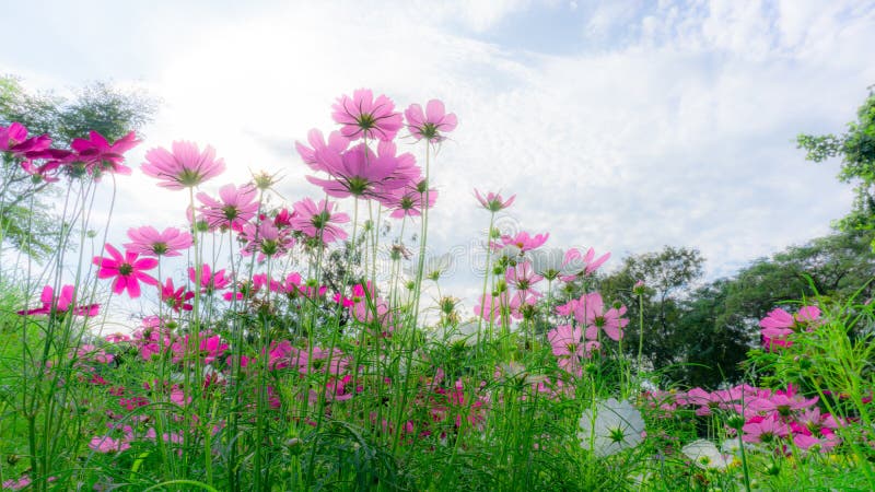 Champs de belle fleur hybride molle de cosmos de rose, violet et blanc sous le ciel bleu vif et les nuages blancs dans un jour en images libres de droits Champs de belle fleur hybride molle de cosmos de rose, violet et blanc sous le ciel bleu vif et les nuages blancs dans un jour en images libres de droits