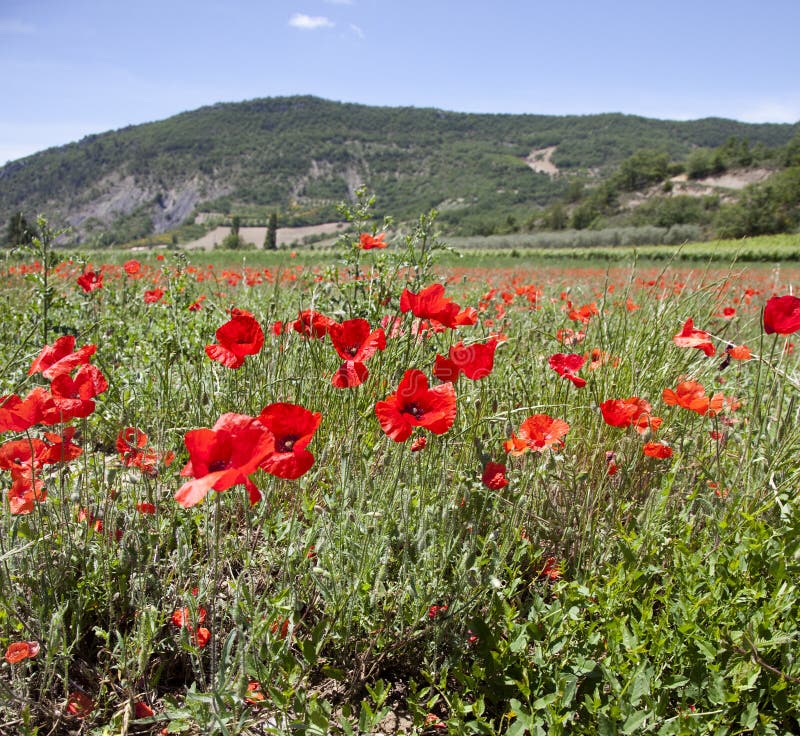 Champs de pavot images libres de droits Champs de pavot images libres de droits