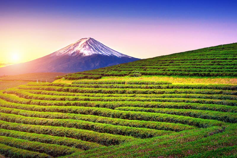 Champs de thé vert et montagne de Fuji au Japon photographie stock Champs de thé vert et montagne de Fuji au Japon photographie stock