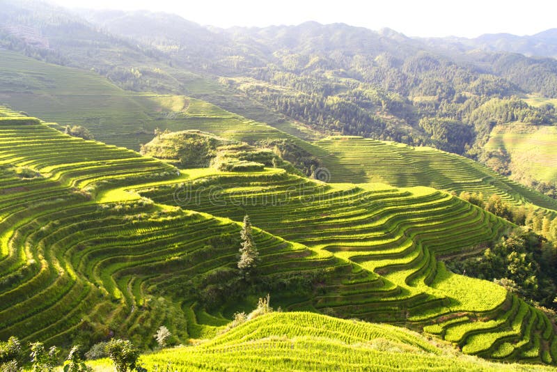Champs en terrasse verts, terrasse le long des montagnes avec le shinningn de soleil photos stock Champs en terrasse verts, terrasse le long des montagnes avec le shinningn de soleil photos stock
