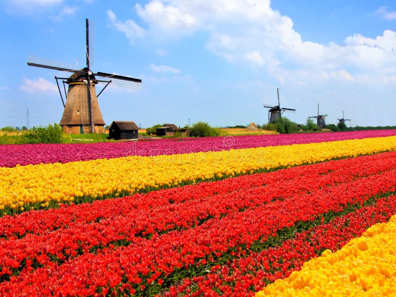 Champs et moulins à vent de tulipes