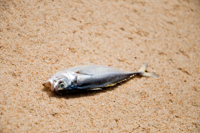Changement climatique - poisson mort