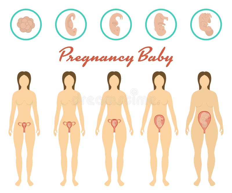 Changes in a Womans Body in Pregnancy. Stock Vector - Illustration