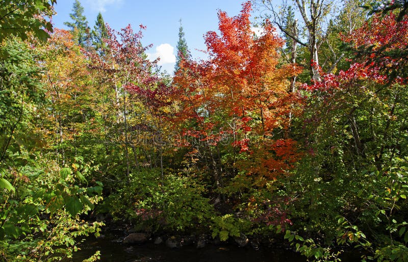 Changing Color Of Leaves In Fall Stock Image Image Of Nature Maple