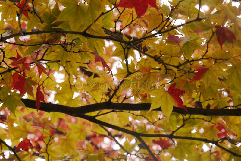 Changing color leaves stock photo. Image of yellow, autumn - 66174912