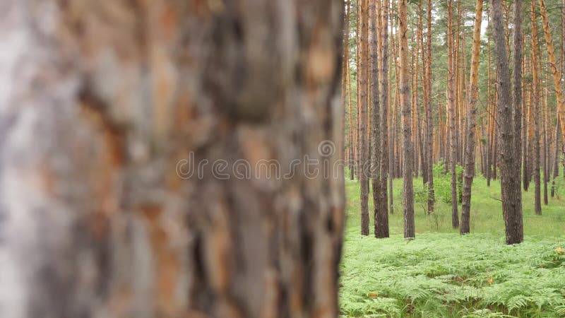 Changing Seasons from Snowy Winter to Summer in Wild Pine Forest