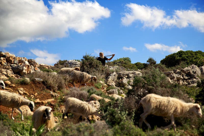 Chania, Crete, Greece-may 1, 2014. An elderly shepherd walking with a flock of sheep