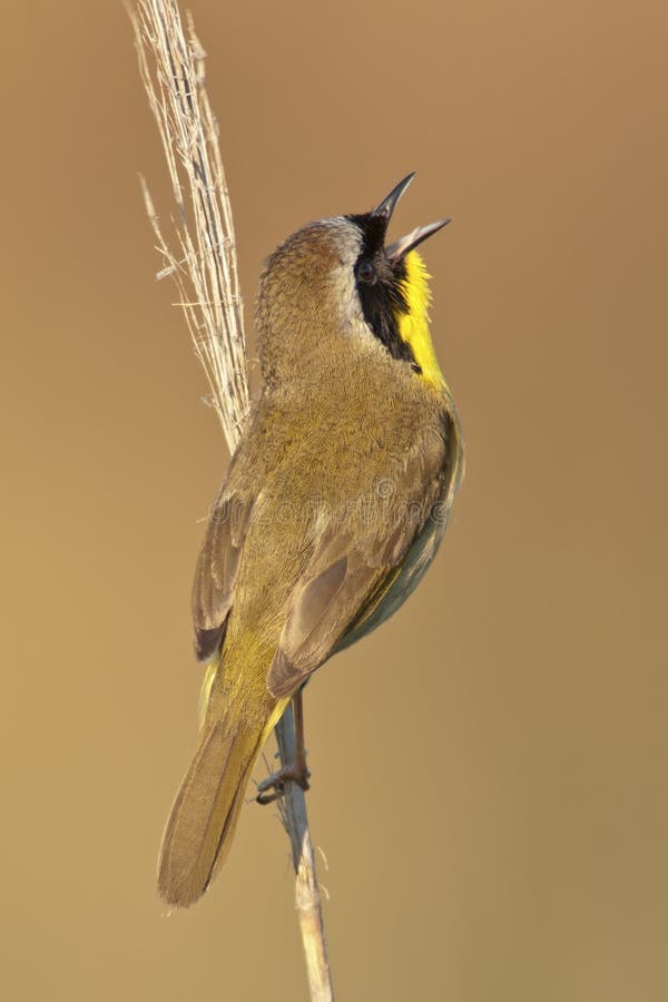 A Common Yellowthroat singing from a perch. A Common Yellowthroat singing from a perch.