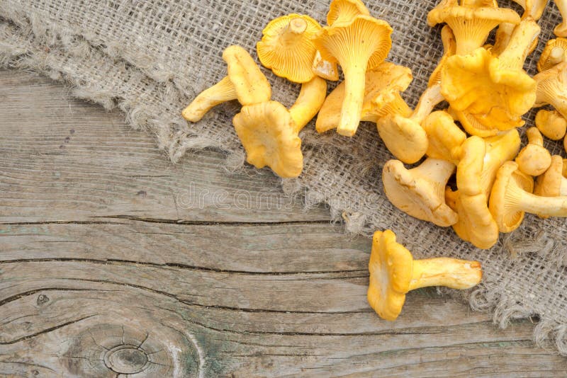 Chantarelles stockfotos Chantarelles stockfotos