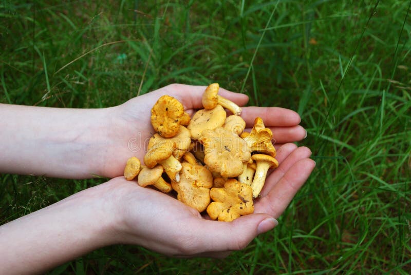 Chanterelle stock image. Image of nature, mushroom, still 25510909