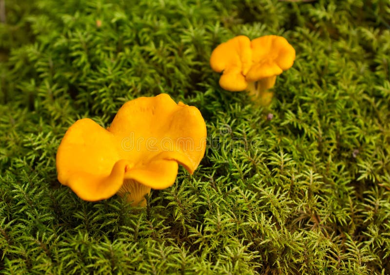 Chanterelle. image stock. Image du image, collecte, main 26054793