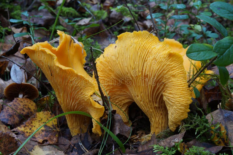 Dirigez la chanterelle image stock. Image du nordique 21091727