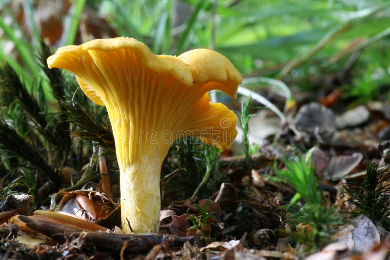 Chanterelle Cibarius De Cantharellus Image stock Image du saison