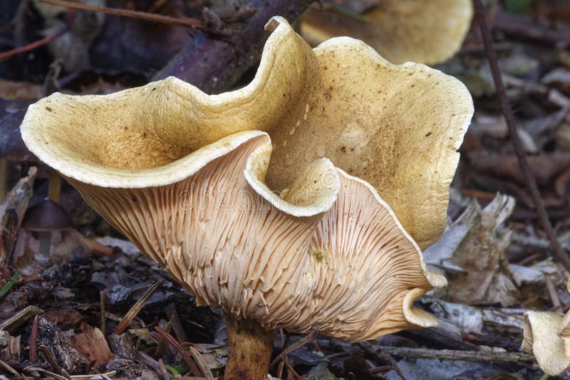 Aurantiaca Faux De Hygrophoropsis De Chanterelle Photo stock Image du