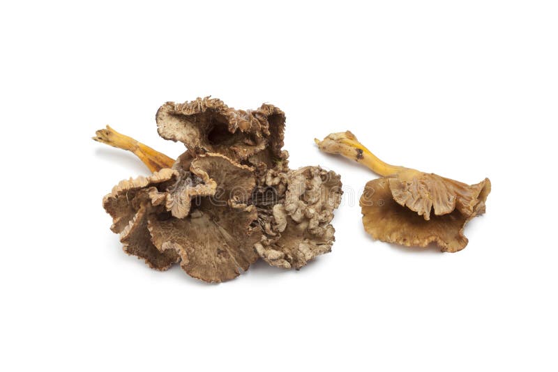 Chanterelle Grise Mushrooms Stock Photo Image of ingredient, white