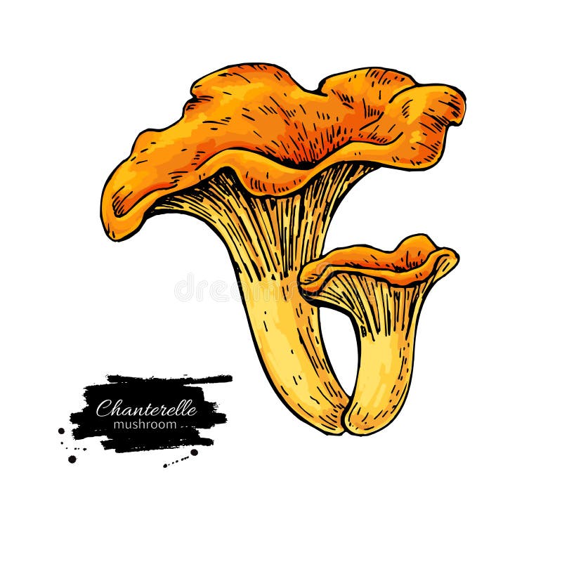 Chanterelle Mushroom Hand Drawn Vector Illustration. Sketch Food Stock ...