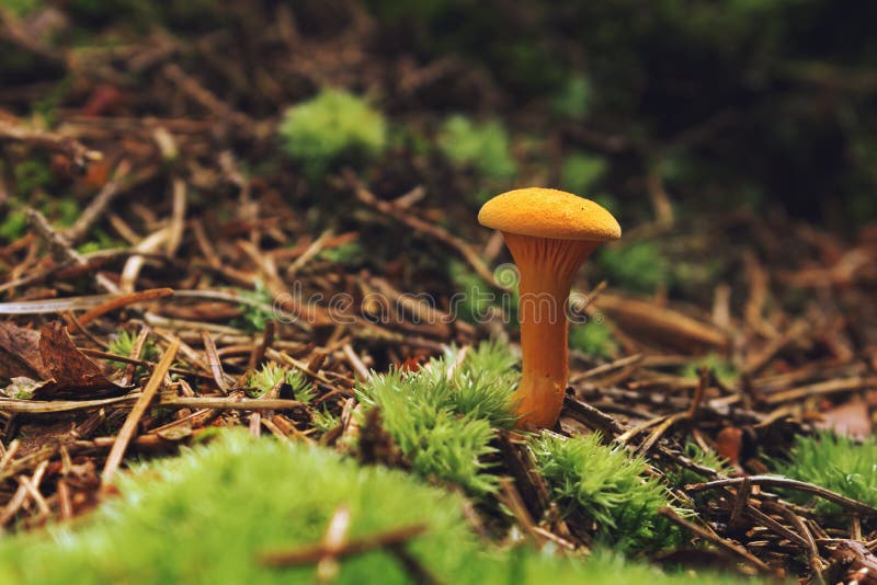 Chanterelle mushroom (Hygrophoropsis aurantiaca)