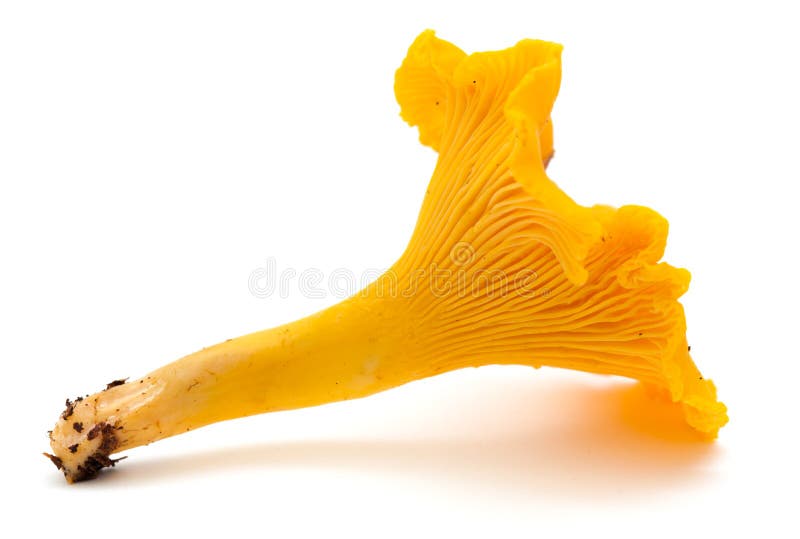 Chanterelle stock image. Image of orange, smell, food 33017673