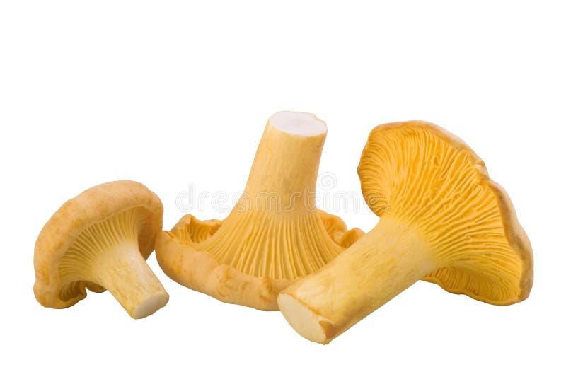 Chanterelle mushrooms