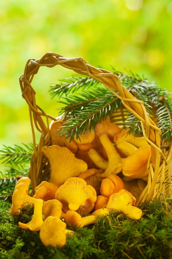 Two Chanterelle Mushrooms stock image. Image of cantharellus 74829205