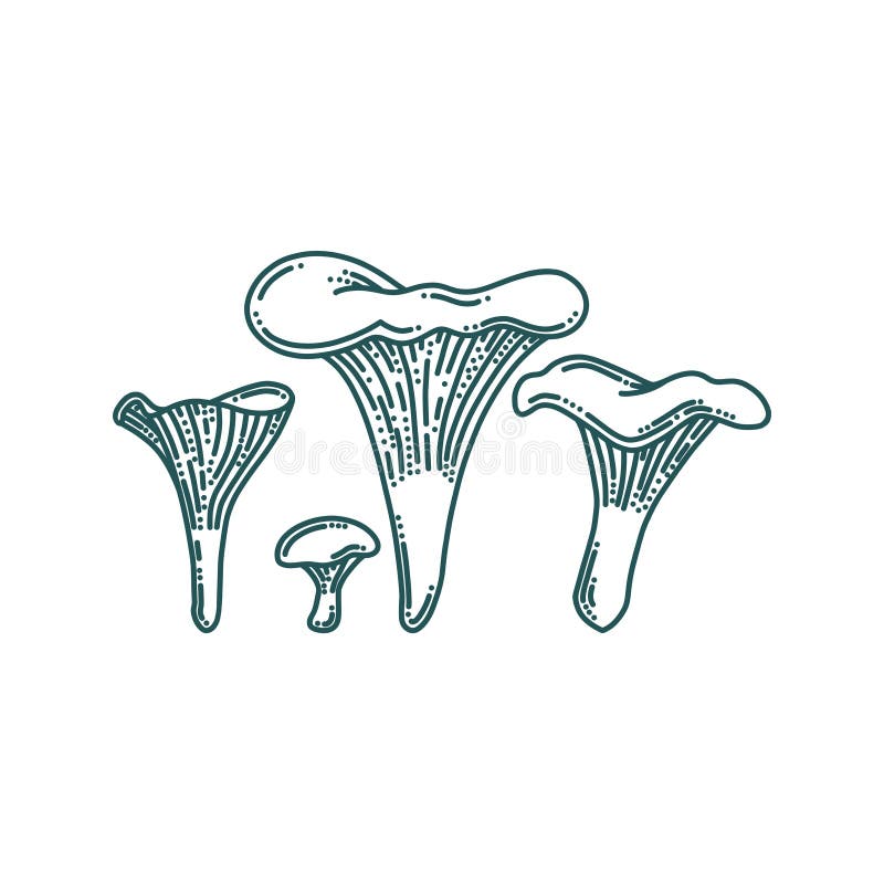Chanterelle Mushrooms in Doodle Style. Forest or Farm Mushrooms of