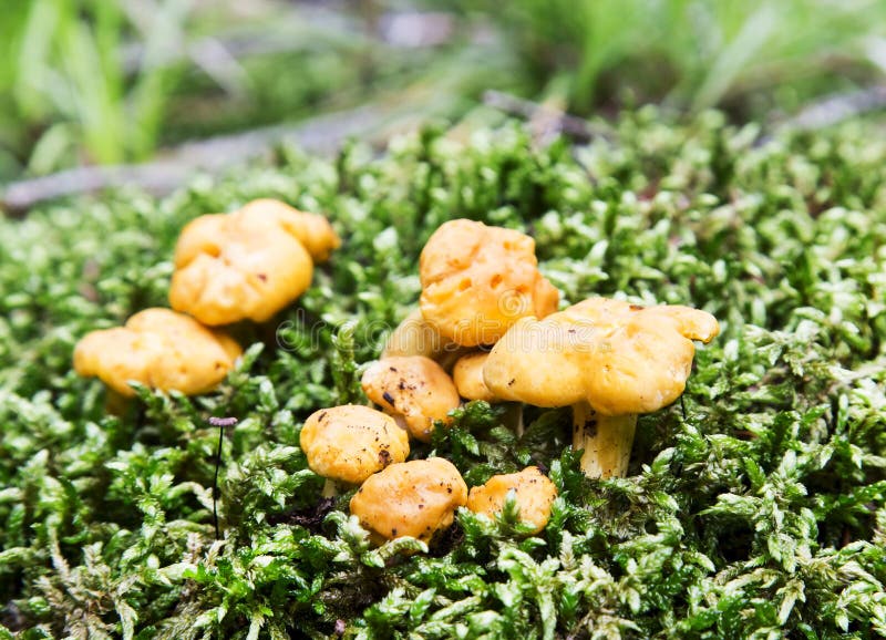 Chanterelle Mushrooms in the Forest Stock Image Image of forest, wild