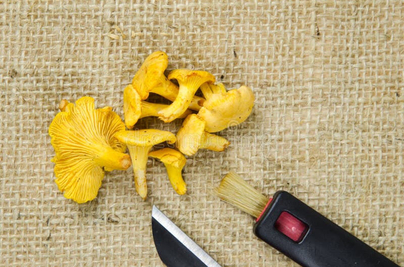 Chanterelle Mushrooms with Picking Equipment Stock Image Image of