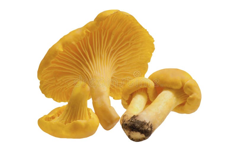 4 chanterelle odosobnionych pieczarek kawałka biały zdjęcie stock 4 chanterelle odosobnionych pieczarek kawałka biały zdjęcie stock