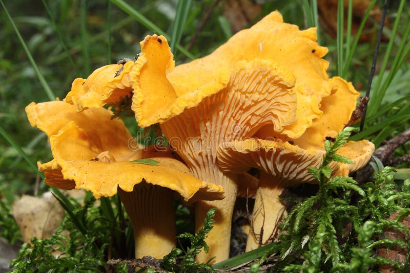 Chanterelle stock image. Image of color, atmosphere, dawn 33278359