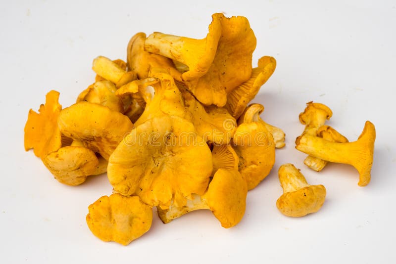 Chanterelle stock photo. Image of chanterelle, edible 56572864