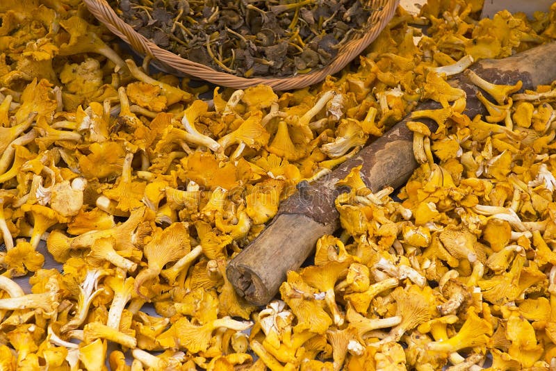 Chanterelles stock image. Image of wild, harvest, organic 1422665