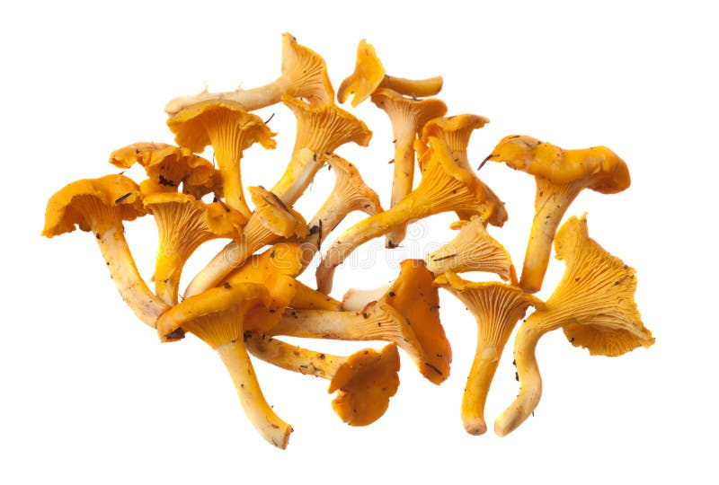 Chanterelles stock image. Image of stem, backgrounds 16251599