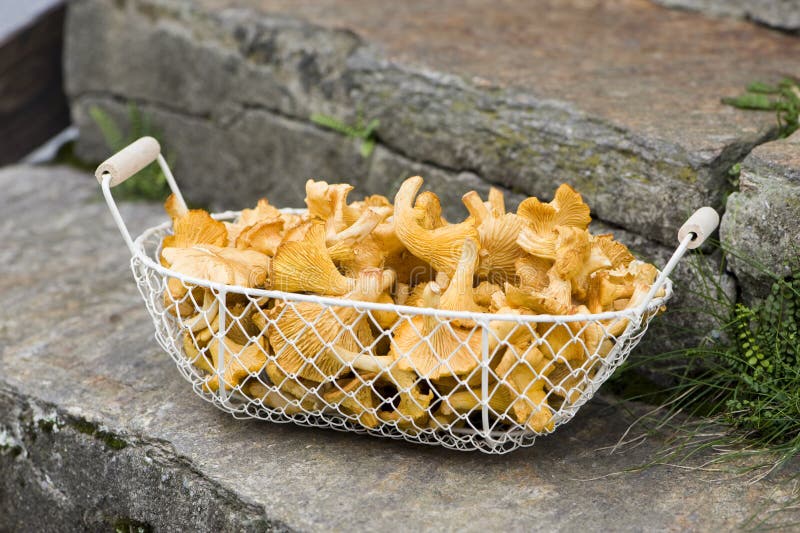 Chanterelles stock photo. Image of nutrition, culinary 26852572