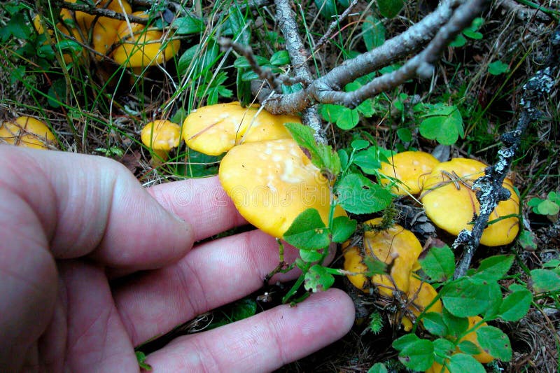 Chanterelles on the Forest Ground Stock Image Image of mushrooms