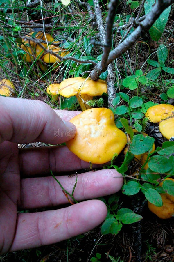 Chanterelles on the Forest Ground Stock Photo Image of mushrooms