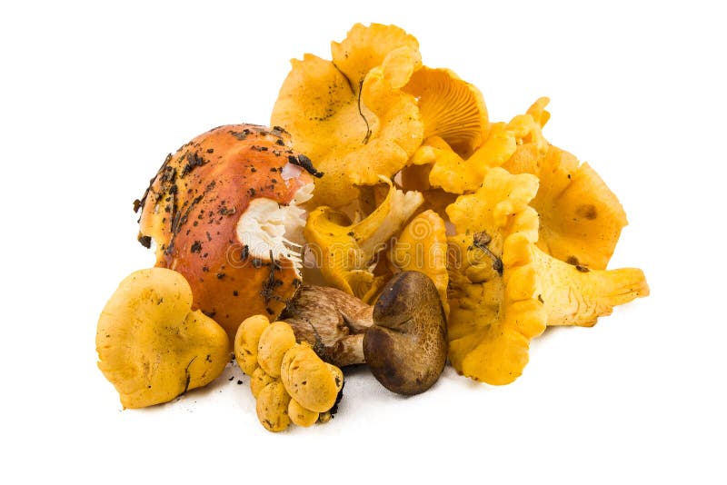 Chanterelles, Fresh Mushrooms Stock Photo Image of beauty, isolated