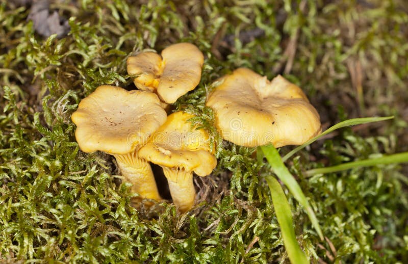 Young chanterelle stock photo. Image of small, woods 25623248