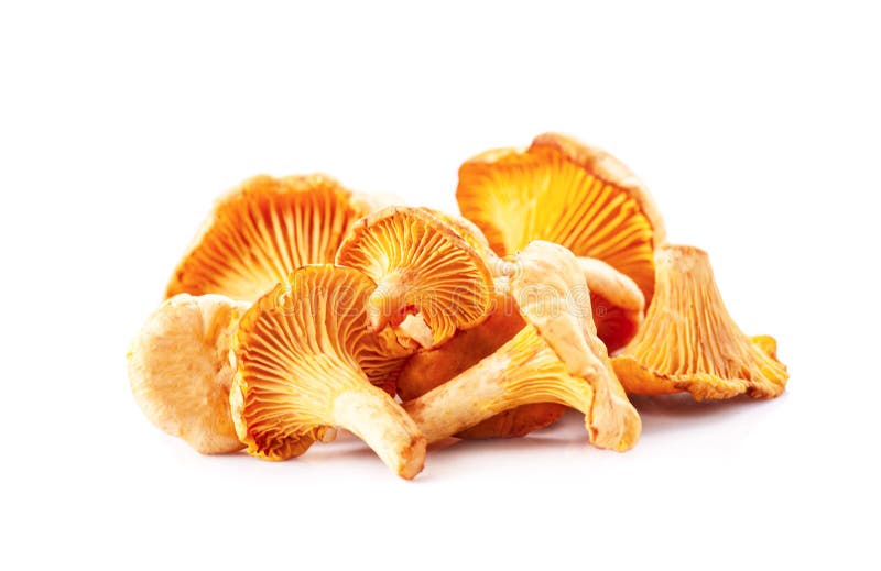Chanterelles Mushrooms Closeup Stock Image Image of closeup